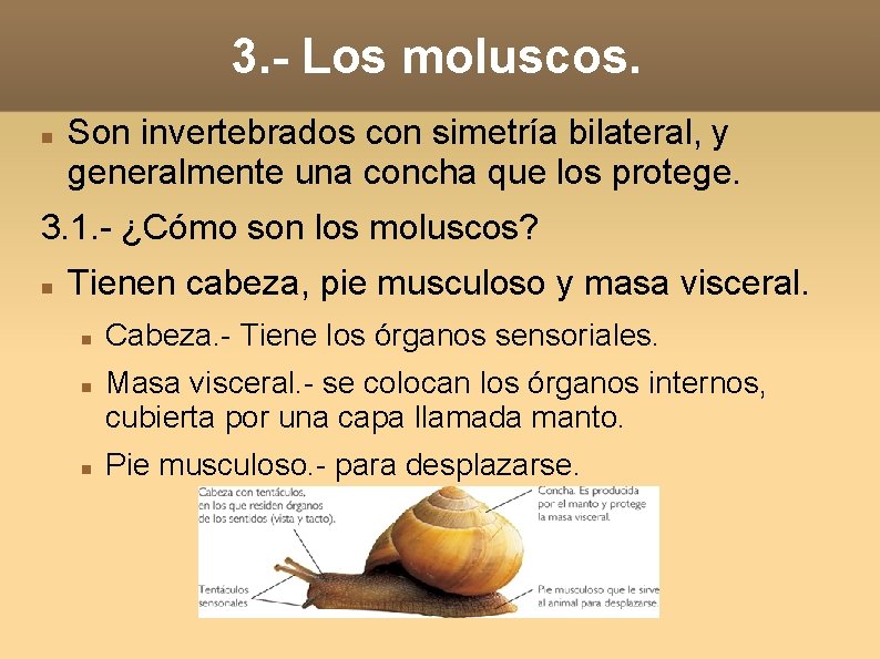 3. - Los moluscos. Son invertebrados con simetría bilateral, y generalmente una concha que
