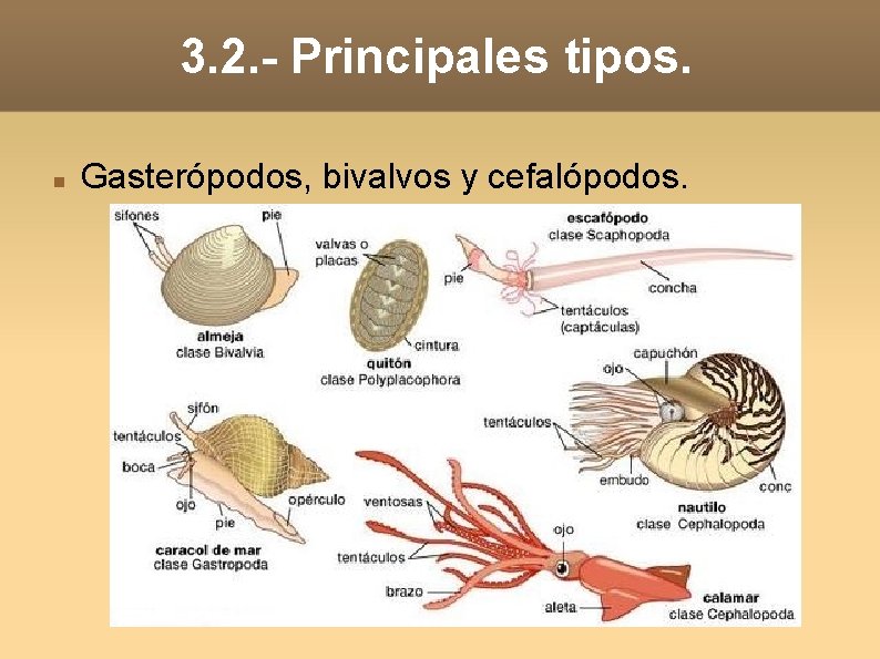 3. 2. - Principales tipos. Gasterópodos, bivalvos y cefalópodos. 