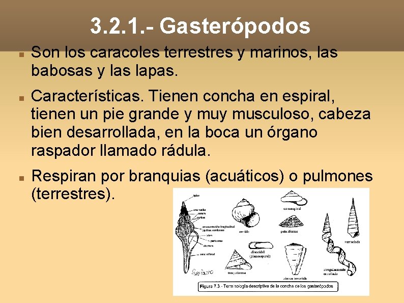 3. 2. 1. - Gasterópodos Son los caracoles terrestres y marinos, las babosas y