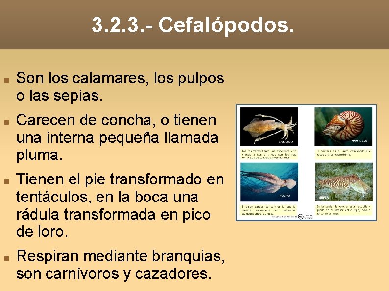 3. 2. 3. - Cefalópodos. Son los calamares, los pulpos o las sepias. Carecen