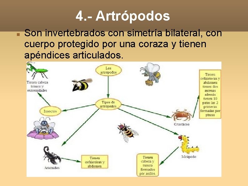 4. - Artrópodos Son invertebrados con simetría bilateral, con cuerpo protegido por una coraza