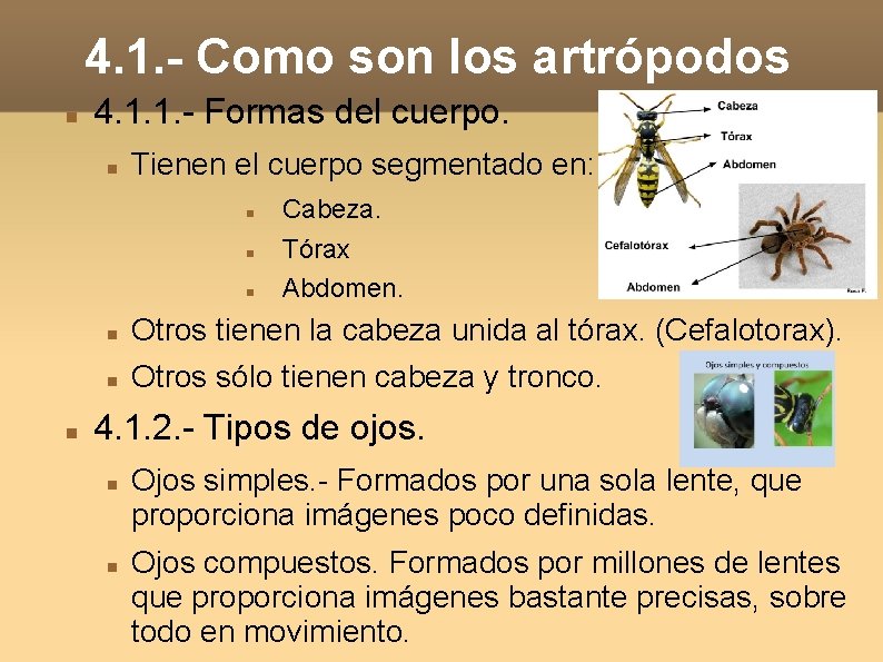 4. 1. - Como son los artrópodos 4. 1. 1. - Formas del cuerpo.
