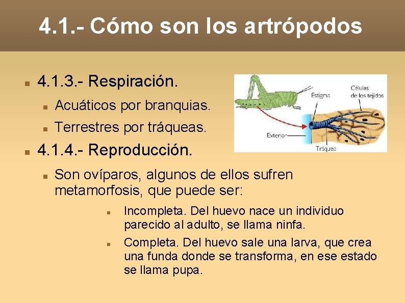4. 1. - Cómo son los artrópodos 4. 1. 3. - Respiración. Acuáticos por