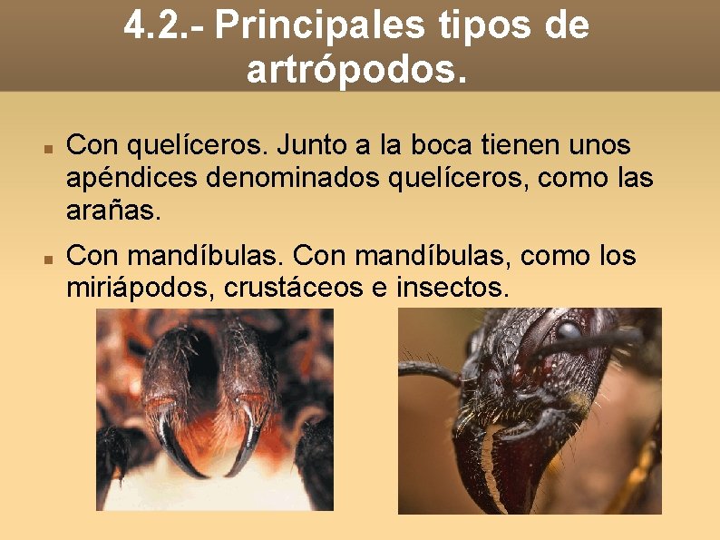 4. 2. - Principales tipos de artrópodos. Con quelíceros. Junto a la boca tienen