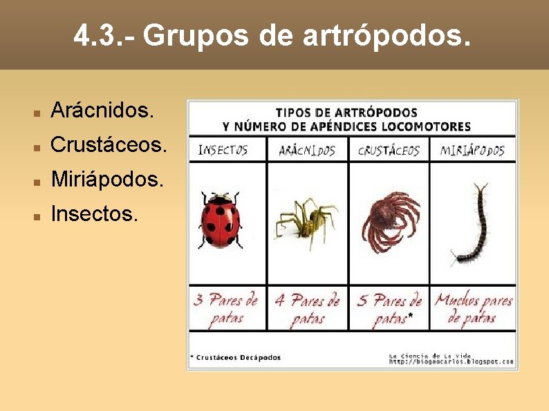 4. 3. - Grupos de artrópodos. Arácnidos. Crustáceos. Miriápodos. Insectos. 4. 3. - Grupos de artrópodos. Arácnidos. Crustáceos. Miriápodos. Insectos.