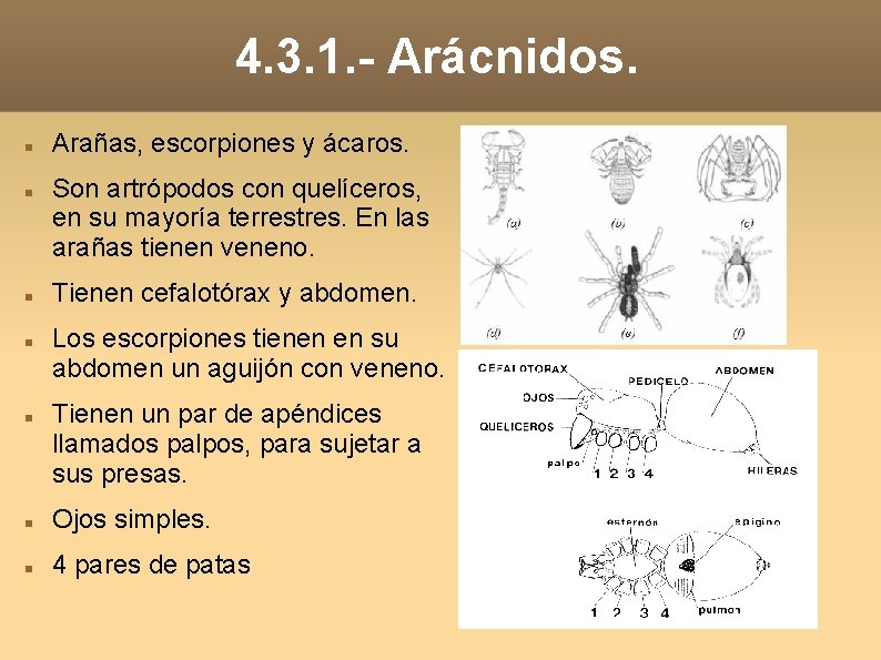 4. 3. 1. - Arácnidos. Arañas, escorpiones y ácaros. Son artrópodos con quelíceros, en 4. 3. 1. - Arácnidos. Arañas, escorpiones y ácaros. Son artrópodos con quelíceros, en