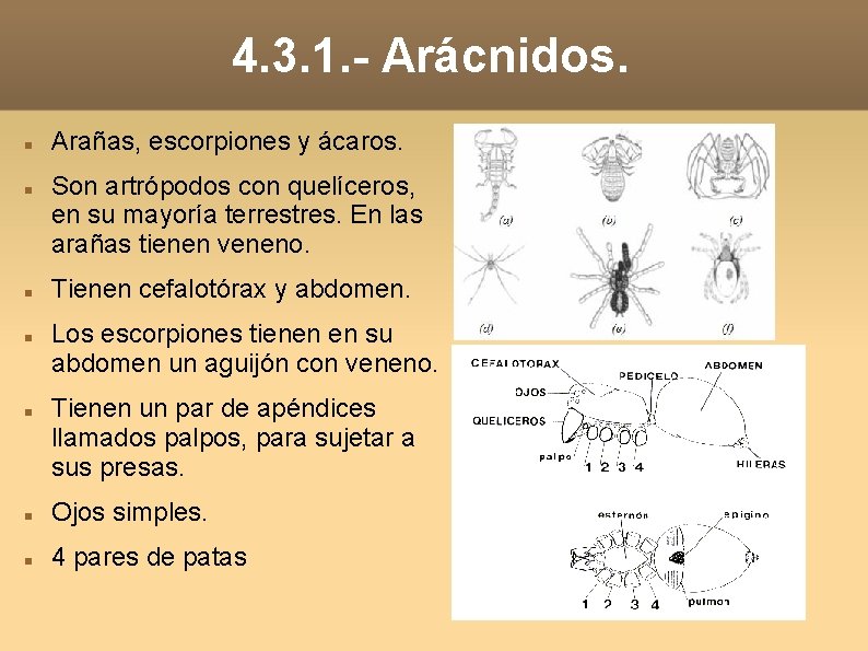 4. 3. 1. - Arácnidos. Arañas, escorpiones y ácaros. Son artrópodos con quelíceros, en