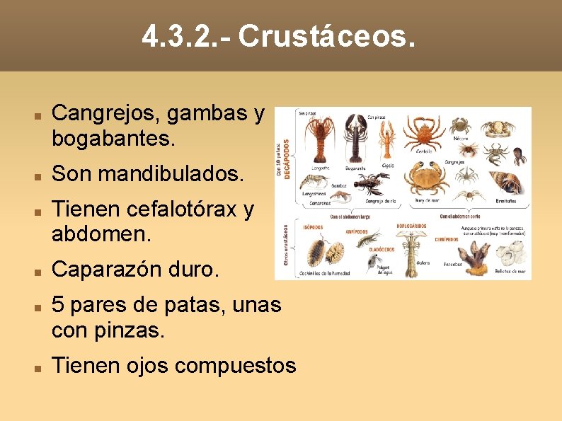 4. 3. 2. - Crustáceos. Cangrejos, gambas y bogabantes. Son mandibulados. Tienen cefalotórax y