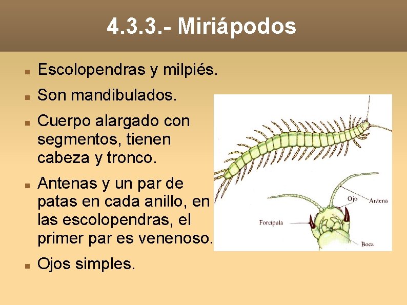 4. 3. 3. - Miriápodos Escolopendras y milpiés. Son mandibulados. Cuerpo alargado con segmentos,