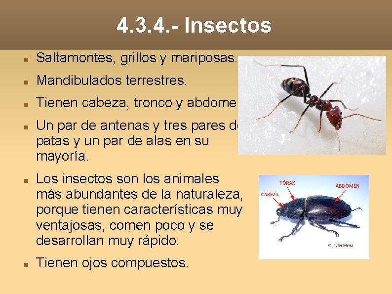 4. 3. 4. - Insectos Saltamontes, grillos y mariposas. Mandibulados terrestres. Tienen cabeza, tronco