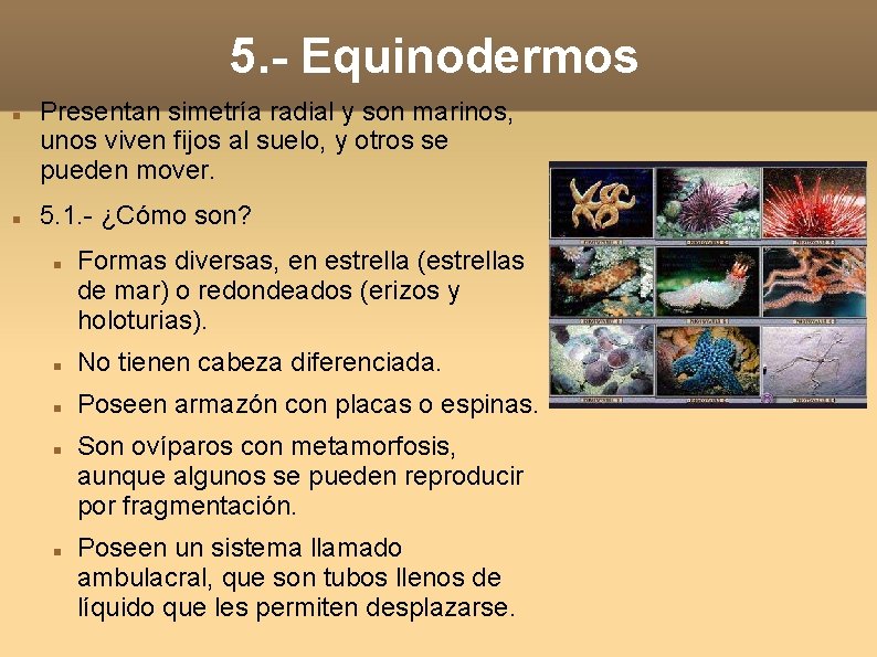 5. - Equinodermos Presentan simetría radial y son marinos, unos viven fijos al suelo,