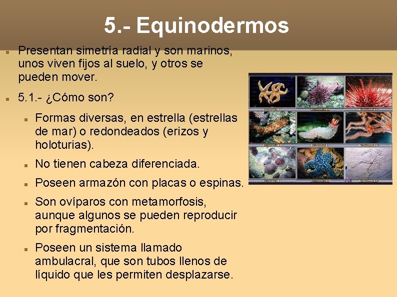 5. - Equinodermos Presentan simetría radial y son marinos, unos viven fijos al suelo, 5. - Equinodermos Presentan simetría radial y son marinos, unos viven fijos al suelo,