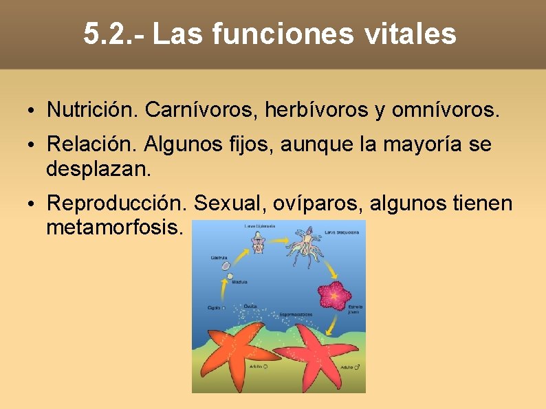 5. 2. - Las funciones vitales • Nutrición. Carnívoros, herbívoros y omnívoros. • Relación.