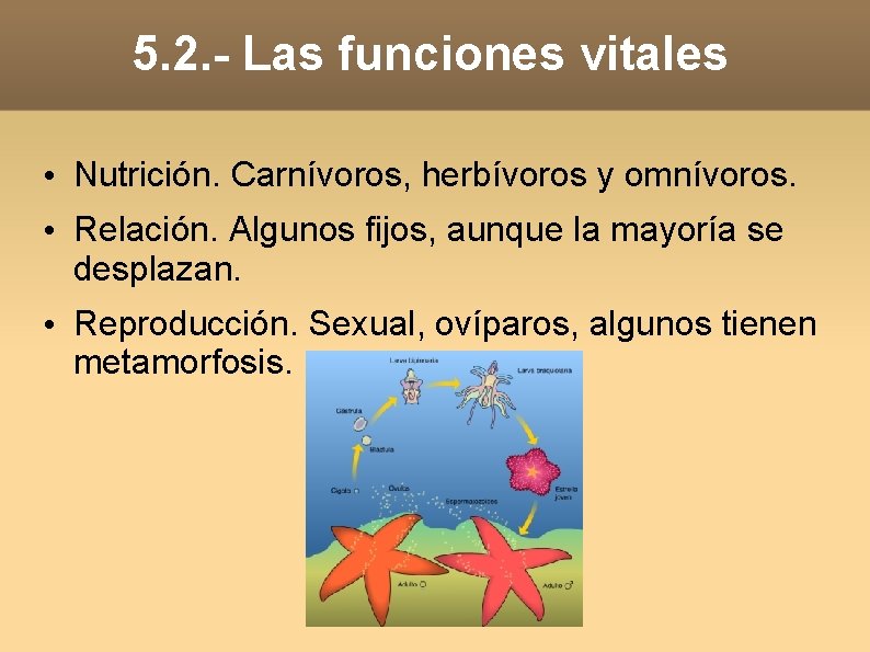 5. 2. - Las funciones vitales • Nutrición. Carnívoros, herbívoros y omnívoros. • Relación. 5. 2. - Las funciones vitales • Nutrición. Carnívoros, herbívoros y omnívoros. • Relación.