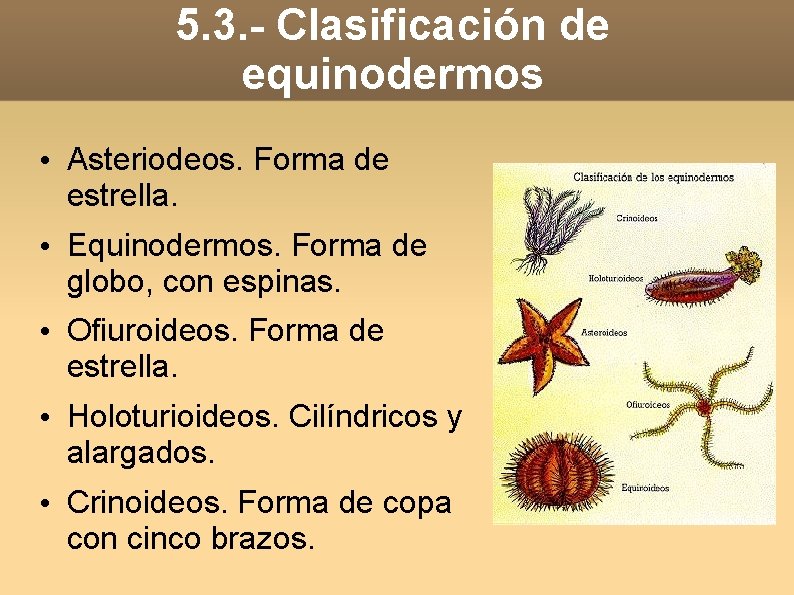 5. 3. - Clasificación de equinodermos • Asteriodeos. Forma de estrella. • Equinodermos. Forma