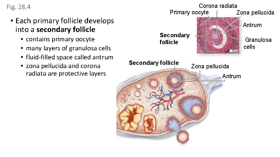 Fig. 28. 4 • Each primary follicle develops into a secondary follicle • • Fig. 28. 4 • Each primary follicle develops into a secondary follicle • •
