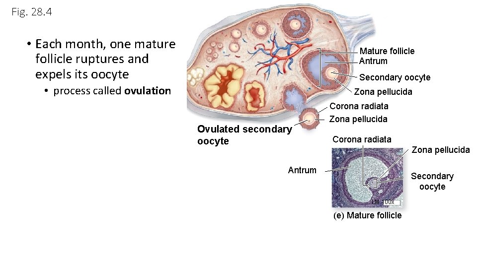 Fig. 28. 4 • Each month, one mature follicle ruptures and expels its oocyte Fig. 28. 4 • Each month, one mature follicle ruptures and expels its oocyte