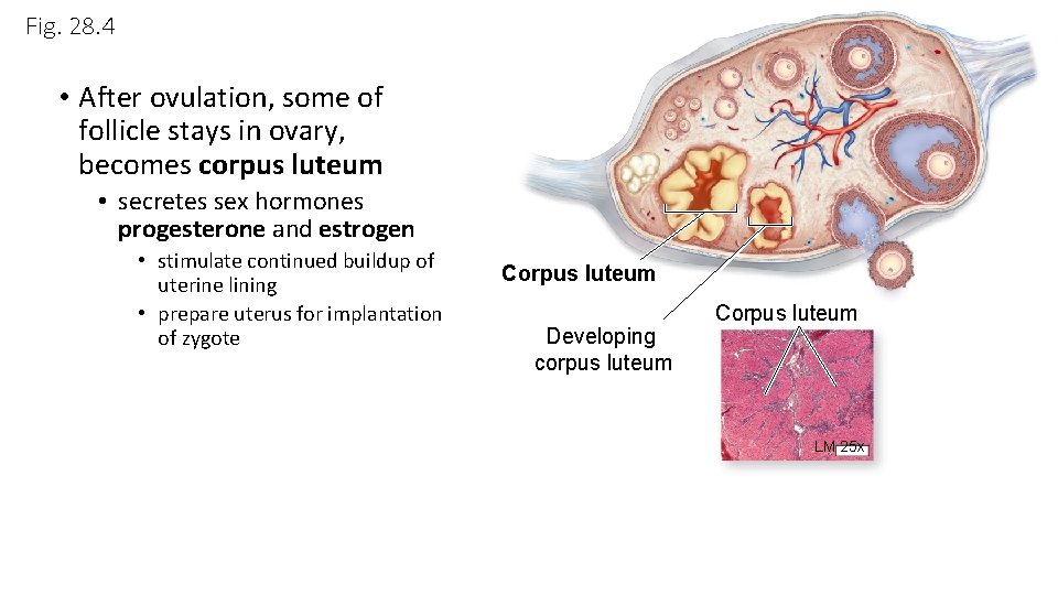 Fig. 28. 4 • After ovulation, some of follicle stays in ovary, becomes corpus Fig. 28. 4 • After ovulation, some of follicle stays in ovary, becomes corpus