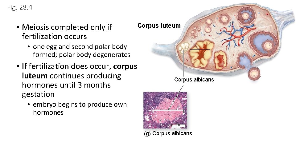 Fig. 28. 4 • Meiosis completed only if fertilization occurs Corpus luteum • one