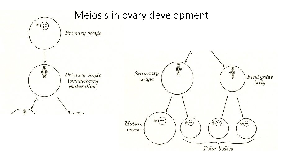 Meiosis in ovary development 
