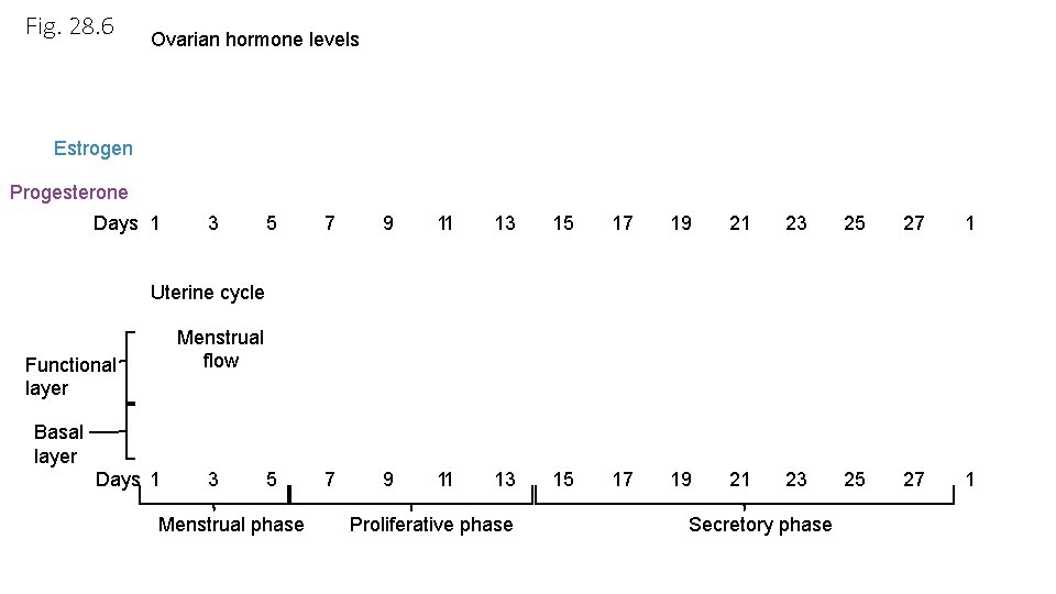 Fig. 28. 6 Ovarian hormone levels Estrogen Progesterone Days 1 3 5 7 9 Fig. 28. 6 Ovarian hormone levels Estrogen Progesterone Days 1 3 5 7 9