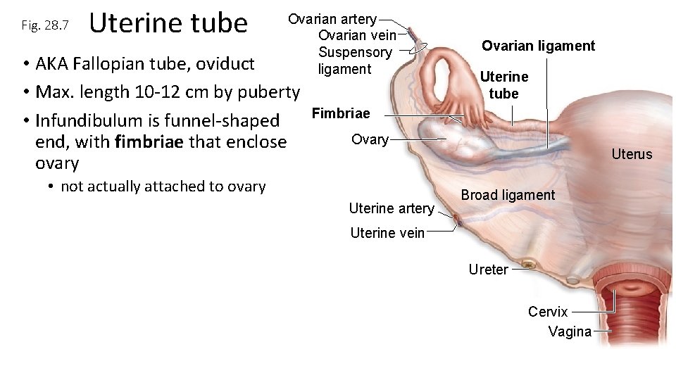 Fig. 28. 7 Uterine tube Ovarian artery Ovarian vein Suspensory ligament • AKA Fallopian Fig. 28. 7 Uterine tube Ovarian artery Ovarian vein Suspensory ligament • AKA Fallopian