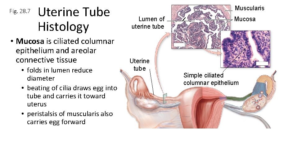 Fig. 28. 7 Uterine Tube Histology • Mucosa is ciliated columnar epithelium and areolar