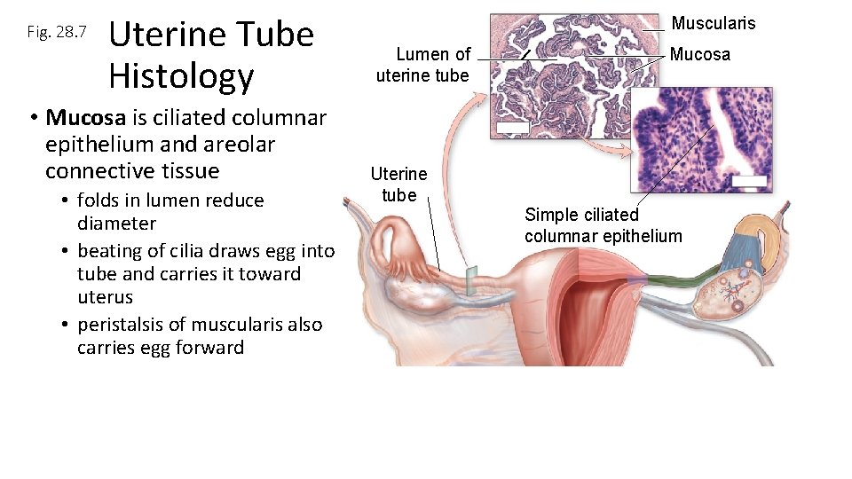 Fig. 28. 7 Uterine Tube Histology • Mucosa is ciliated columnar epithelium and areolar Fig. 28. 7 Uterine Tube Histology • Mucosa is ciliated columnar epithelium and areolar