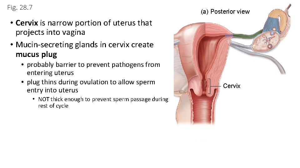 Fig. 28. 7 (a) Posterior view • Cervix is narrow portion of uterus that