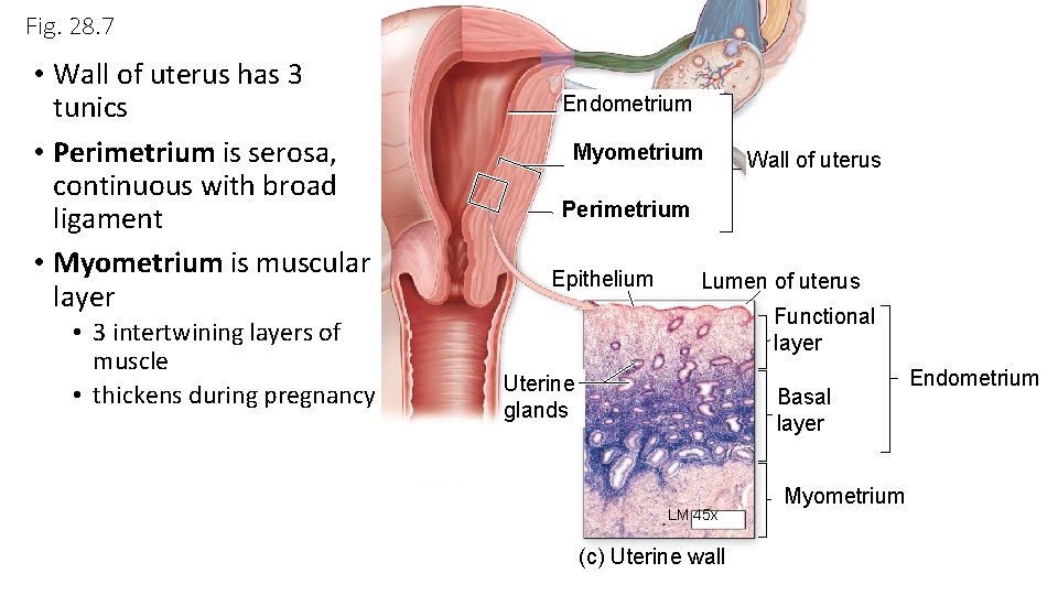 Fig. 28. 7 • Wall of uterus has 3 tunics • Perimetrium is serosa,