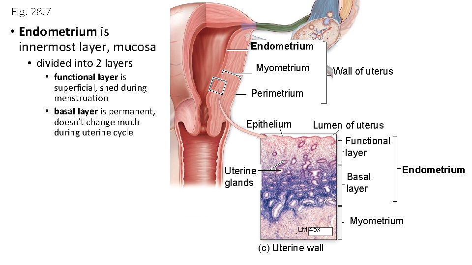 Fig. 28. 7 • Endometrium is innermost layer, mucosa • divided into 2 layers
