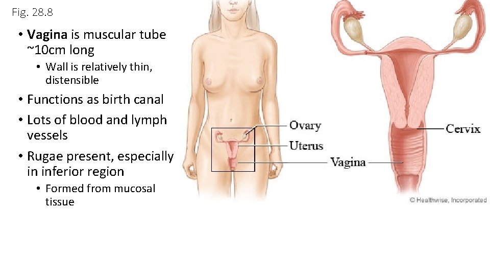 Fig. 28. 8 • Vagina is muscular tube ~10 cm long • Wall is