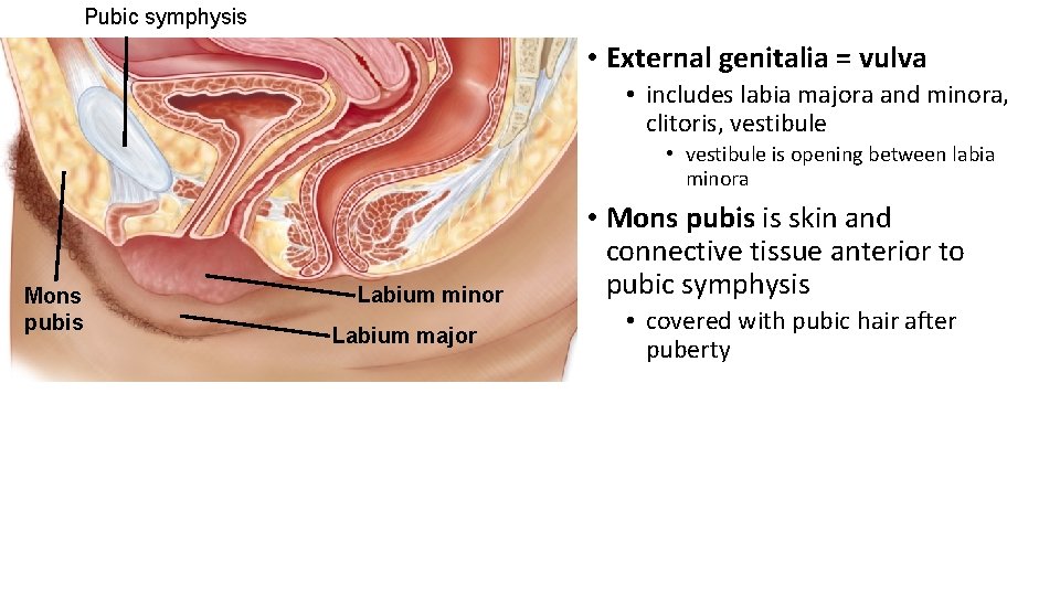 Pubic symphysis • External genitalia = vulva • includes labia majora and minora, clitoris,