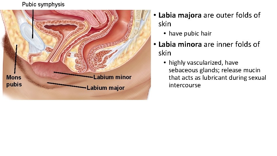 Pubic symphysis • Labia majora are outer folds of skin • have pubic hair