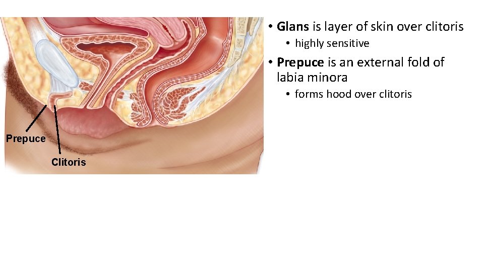  • Glans is layer of skin over clitoris • highly sensitive • Prepuce