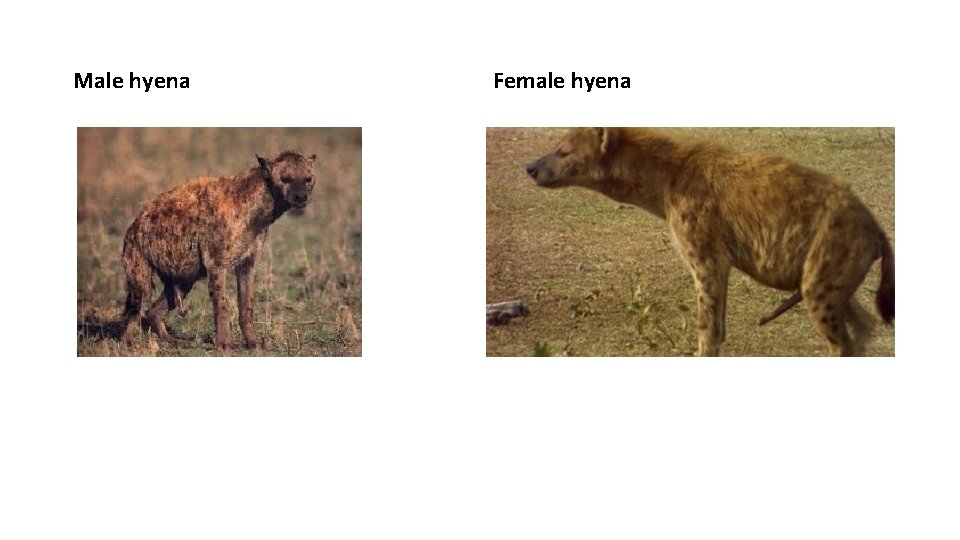 Male hyena Female hyena Male hyena Female hyena