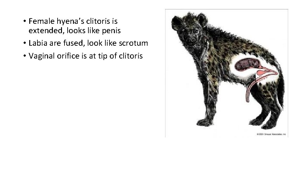  • Female hyena’s clitoris is extended, looks like penis • Labia are fused,