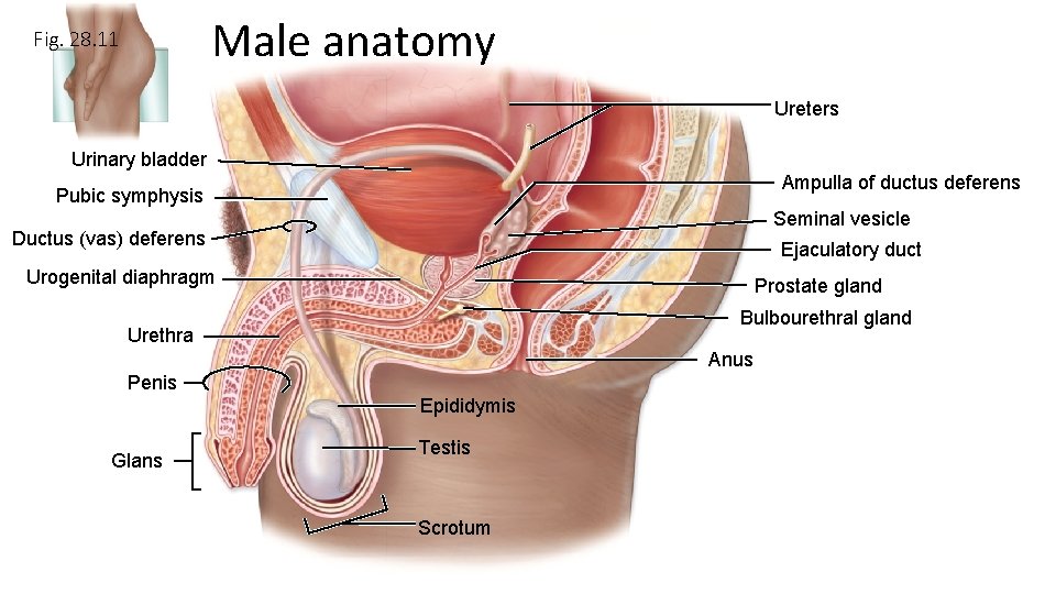 Male anatomy Fig. 28. 11 Ureters Urinary bladder Ampulla of ductus deferens Pubic symphysis Male anatomy Fig. 28. 11 Ureters Urinary bladder Ampulla of ductus deferens Pubic symphysis