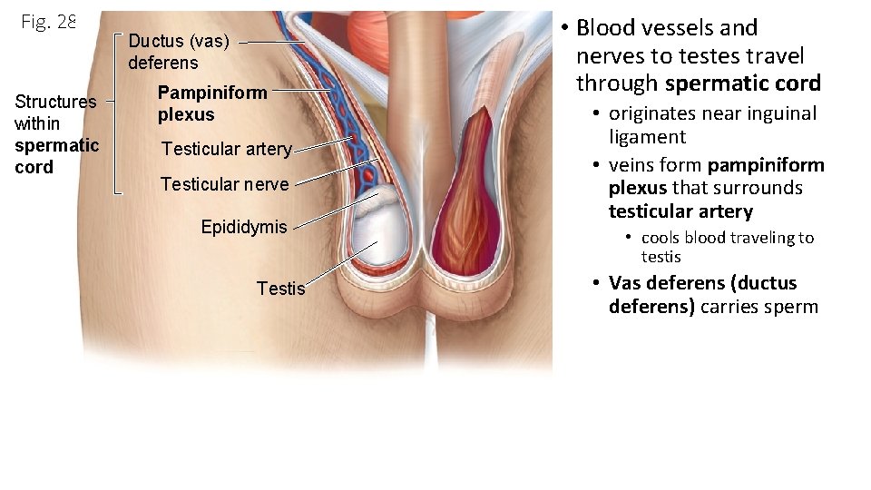 Fig. 28. 12 Structures within spermatic cord Ductus (vas) deferens Pampiniform plexus Testicular artery Fig. 28. 12 Structures within spermatic cord Ductus (vas) deferens Pampiniform plexus Testicular artery