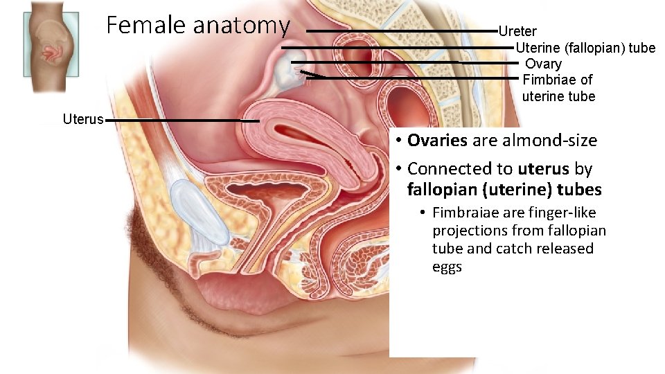 Female anatomy Ureter Uterine (fallopian) tube Ovary Fimbriae of uterine tube Uterus • Ovaries
