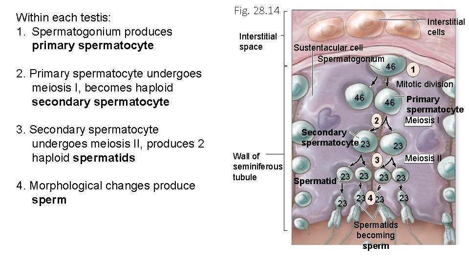 Within each testis: 1. Spermatogonium produces primary spermatocyte Fig. 28. 14 Interstitial space Interstitial