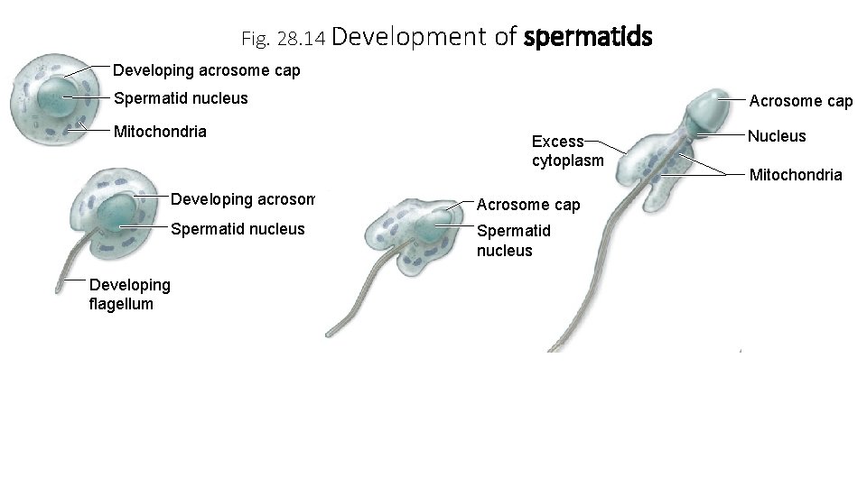 Fig. 28. 14 Development of spermatids Developing acrosome cap Spermatid nucleus Mitochondria Developing flagellum