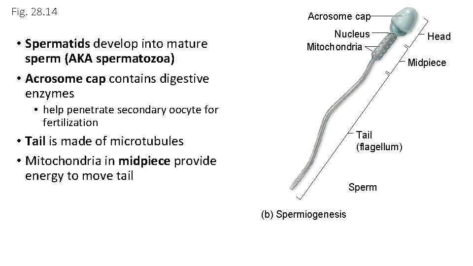 Fig. 28. 14 • Spermatids develop into mature sperm (AKA spermatozoa) • Acrosome cap
