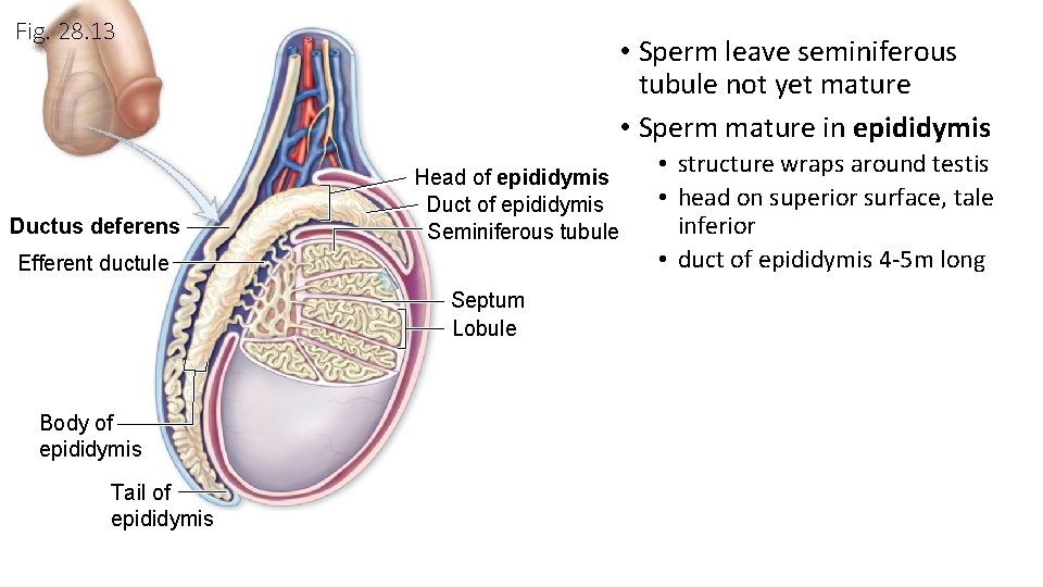 Fig. 28. 13 Ductus deferens • Sperm leave seminiferous tubule not yet mature •