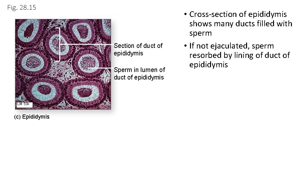 Fig. 28. 15 Section of duct of epididymis Sperm in lumen of duct of