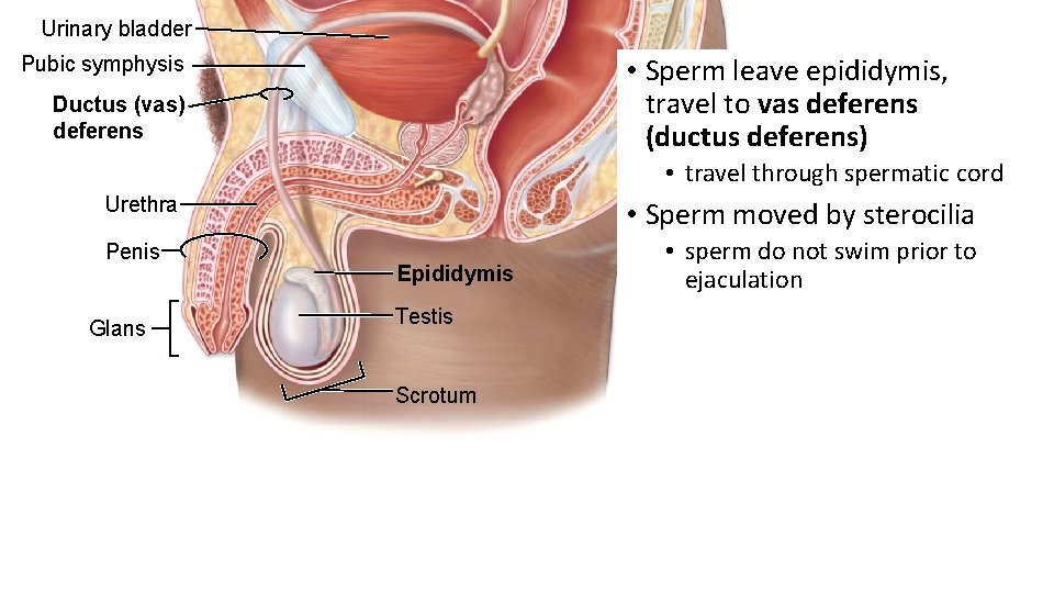 Urinary bladder • Sperm leave epididymis, travel to vas deferens (ductus deferens) Pubic symphysis Urinary bladder • Sperm leave epididymis, travel to vas deferens (ductus deferens) Pubic symphysis