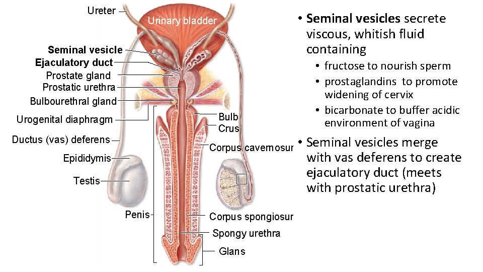 Ureter • Seminal vesicles secrete viscous, whitish fluid containing Urinary bladder Seminal vesicle Ejaculatory
