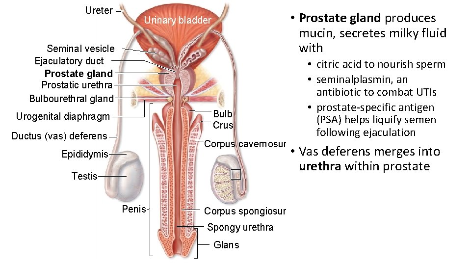 Ureter • Prostate gland produces mucin, secretes milky fluid with Urinary bladder Seminal vesicle