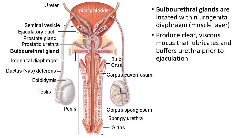 Ureter Urinary bladder Seminal vesicle Ejaculatory duct Prostate gland Prostatic urethra Bulbourethral gland Bulb Ureter Urinary bladder Seminal vesicle Ejaculatory duct Prostate gland Prostatic urethra Bulbourethral gland Bulb