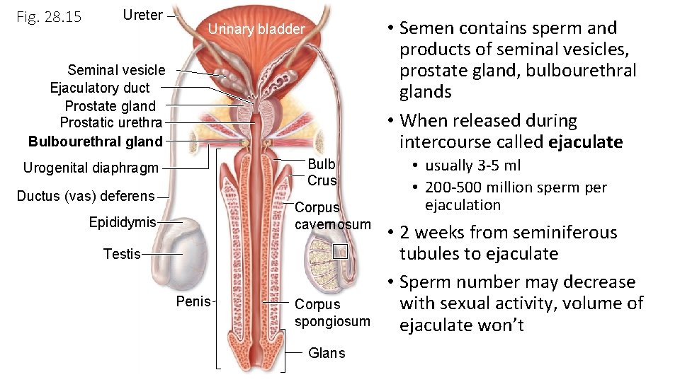 Fig. 28. 15 Ureter • Semen contains sperm and products of seminal vesicles, prostate